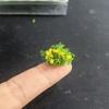 DIY Building Miniature Flower Cluster Railway Train Flower Grass Model  Sand Table