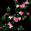 Cross-Border Artificial Rose Flower Vine for Decorative Wall and A/C Pipe Cover
