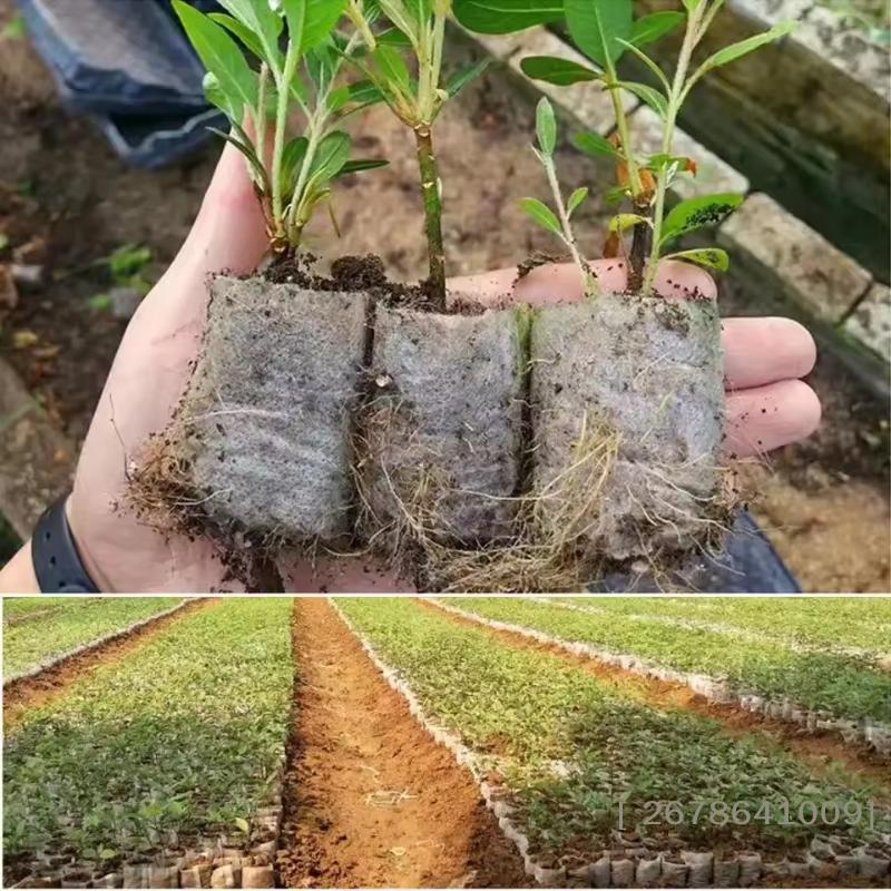 100-Pack Non-Woven Fabric Plant Pots Biodegradable Grow Bags for Vegetables, Flowers, and Tree Seedlings, & Transplant Directly