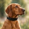 Adjustable Pet Dog Collar Nylon Dog Collars Classic For Puppy Small Medium And Large Dogs Soft Comfortable Pet Training Collar