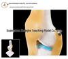 Functional Human Knee Joint Model with Ligaments