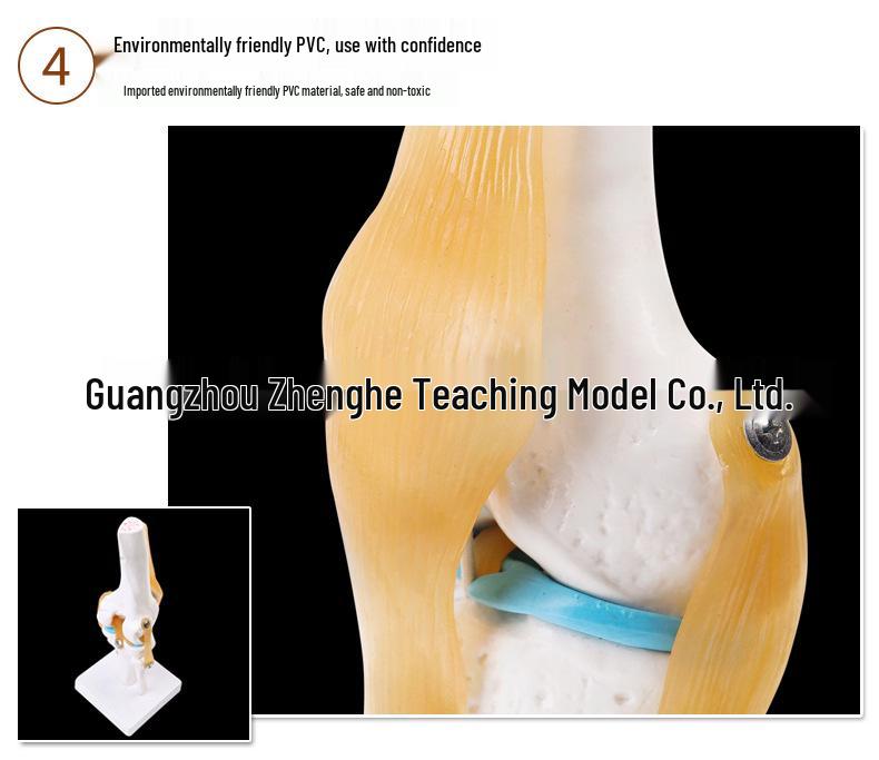 Functional Human Knee Joint Model with Ligaments