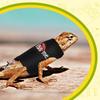 Bearded Dragon Leash and Harness Adjustable - Bearded Dragon Leash and Harness Set with Lizard Luminous Leash for Amphibians Chameleons Small Pet