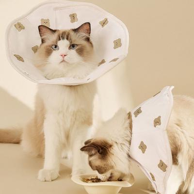 Katzen – Katzenpflege