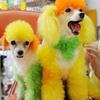 Bichon & Pomeranian White Hair Dye for Pets - Safe and Specialized Formula for Dogs