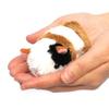 TST Advanced Little Beans Guinea Pig 10574