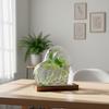 Nordic Style Glass Vase Heart Shape Design for Hydroponic Plants Desktop Decoration