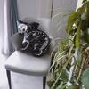 40CM Original Irregular-shaped Skeleton Cat and Dog Doll Personalized Throw Pillow Decoration Halloween Party Gift