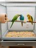 Auto Thermostat Heated Bird Perch Safe Warmer Stand with Anti Bite Design for Parakeets Conure Parrots Nighttime Winter Supplies