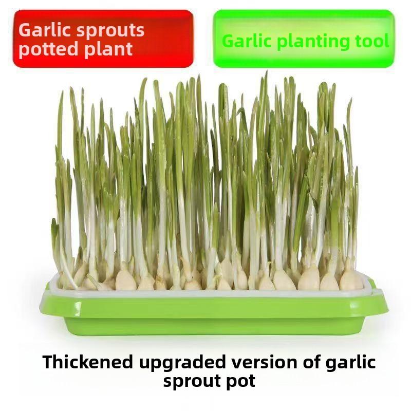 Balcony Garlic Planting Tray