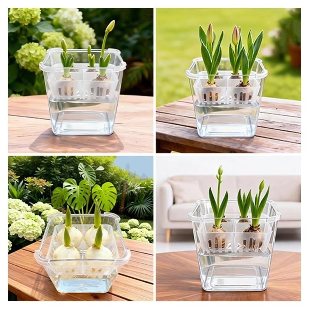 3PCS 4-grides Design Hydroponic Flower Pot Transparent with Drainage Holes Tulip Bulb Planter Plastic Self-Watering