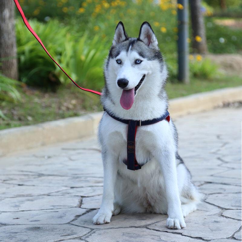 Chong Xiao Man Adjustable Denim Dog Leash and Harness Set