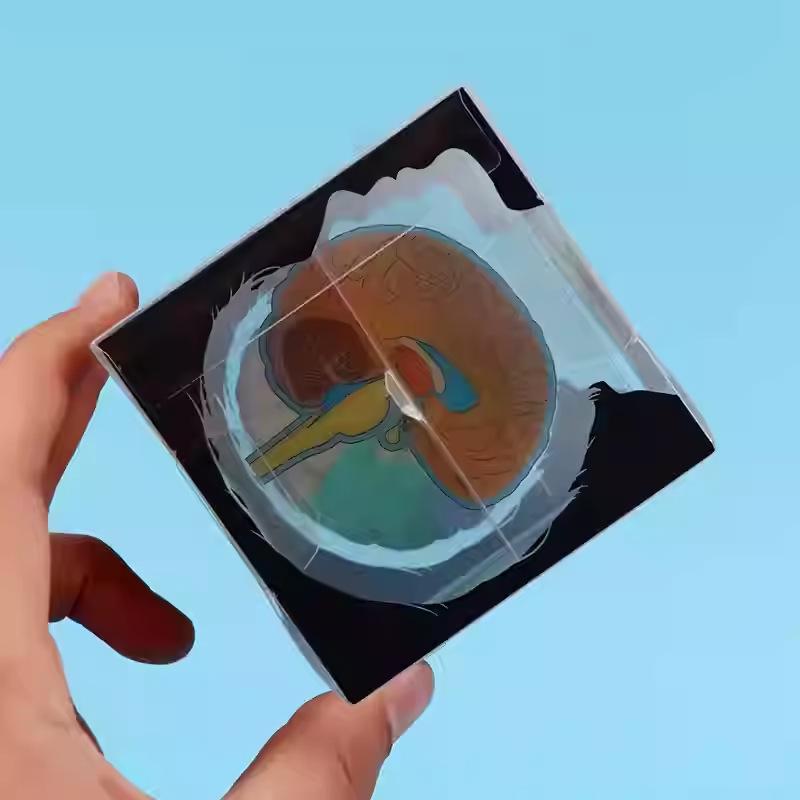 DIY Human Brain Model Kit for Elementary Science Experiments and Teaching Aids