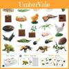 Jeu de 25 Cartes Réalistes sur le Cycle de Vie des Insectes Avec Modèles Détaillés en PVC Pour l'Apprentissage des Enfants