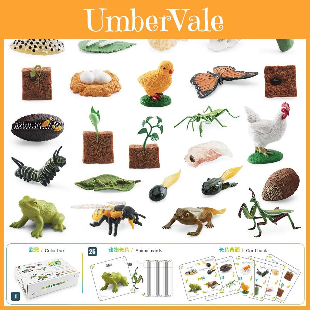 25 Piece Realistic Insect Life Cycle Card Set With Detailed Pvc Models For Kids Learning
