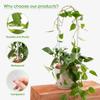 5pcs U-shaped acrylic plant climbing frame, transparent and durable, suitable for indoor vine and flower pot support