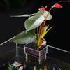 K1AE Aquarium Aquatic Plant Pots for Home Aquariums Easy Install Sustainable Choice for Enriching Your Underwater Landscape