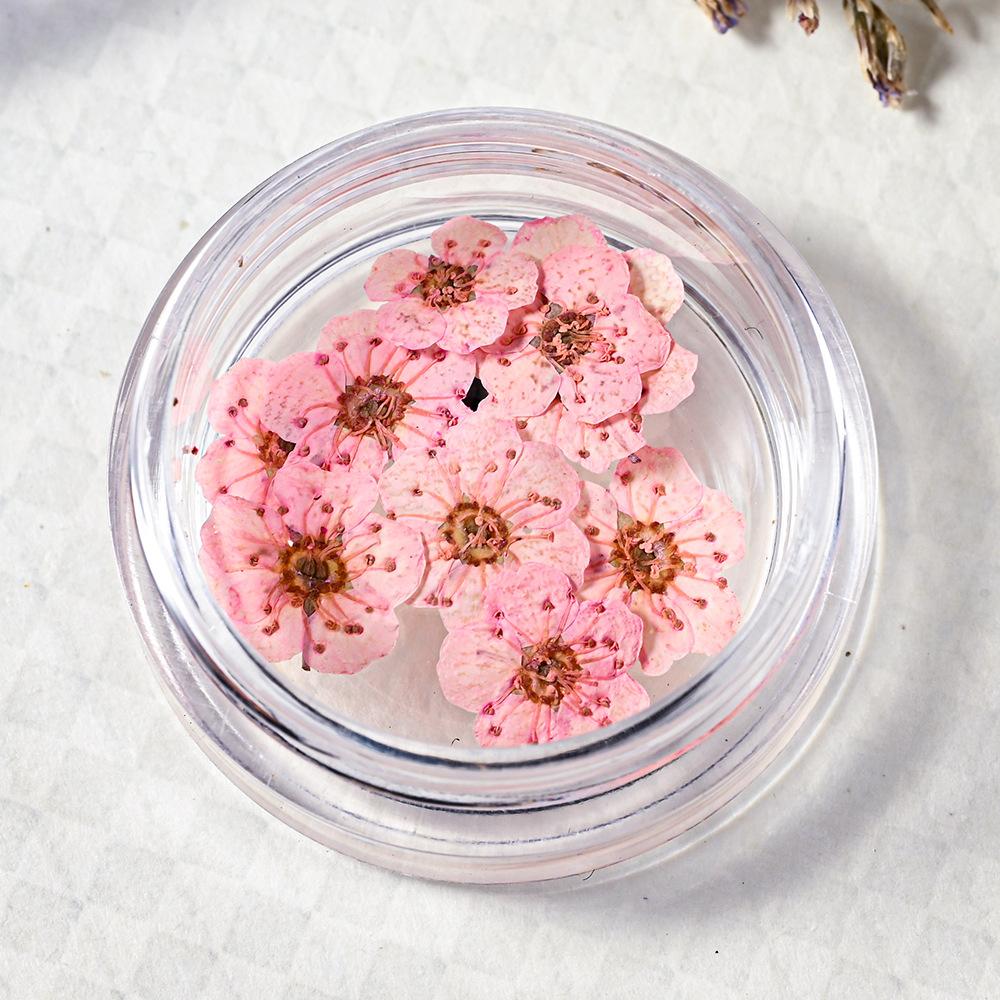 10PCS/Box Small Daffodil Dried Flower for Nail Art Decorations Natural Real Pressed Flower Making up Phone Case Mold Making
