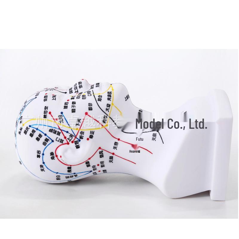 20cm Acupoint Facial Massage Model for Traditional Chinese Medicine Teaching