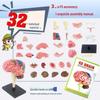 4D Human Brain Anatomy Model for Early Education - Removable, Educational Teaching Aid Toy for Children