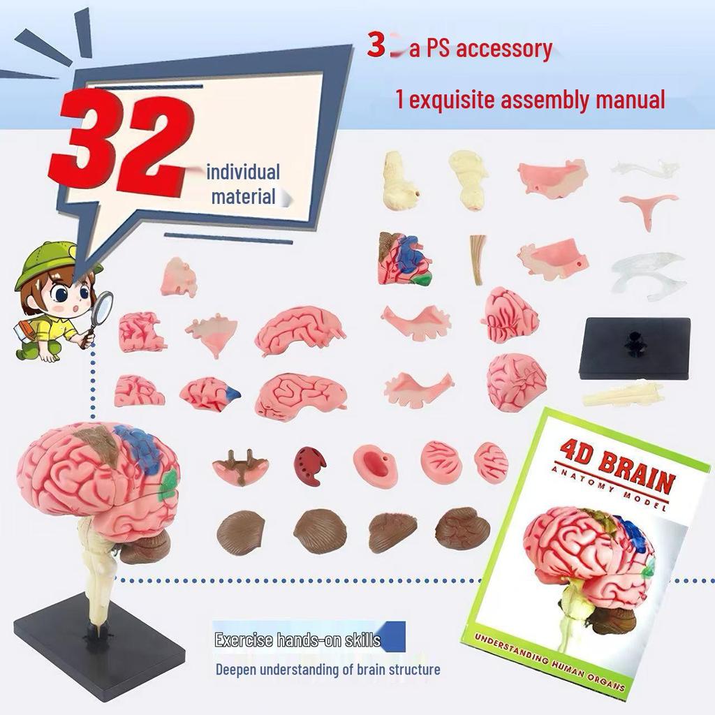 4D Human Brain Anatomy Model for Early Education - Removable, Educational Teaching Aid Toy for Children