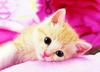 Epoch 216 Small Piece Jigsaw Sweet Kitty X Includes and Score Ticket Puzzle, Animals/Pets, Cat, (18.2 25.7 Cm), 04-521, Glue, Spatula,
