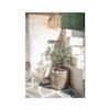 Spanish Architecture Puglia Village Photography Poster & Prints Green Leaf Indoor Plants Painting Decor Boho Picture Home Decor