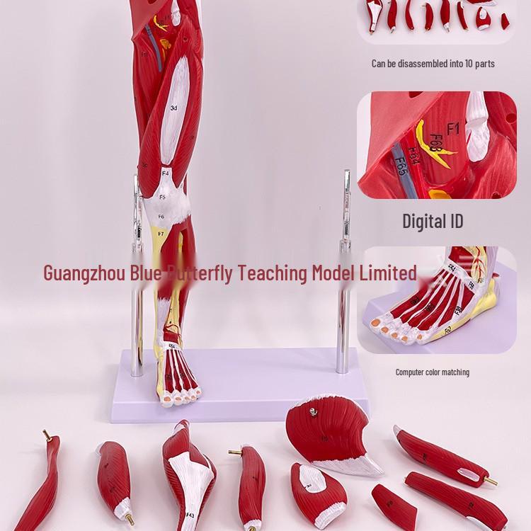 Human Arm and Leg Muscle Anatomy Model with Nerves and Blood Vessels