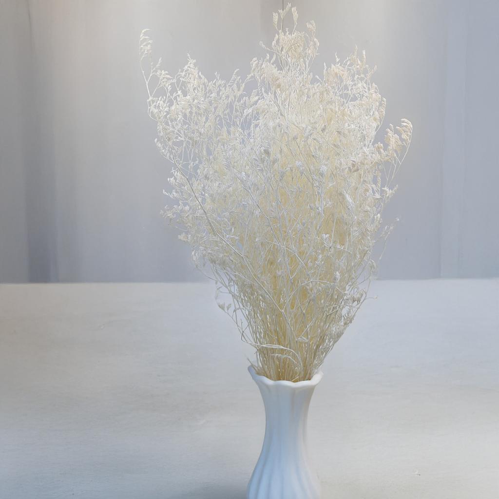 Suszony Zatrwian Szerokolistny - Limonium Latifolium - Bielony