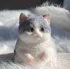 New Product In Stock Obese Cat Small Size Cute And High Appearance Simulation Doll Squeezing And Relaxing Tool Essential