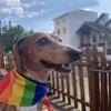 Coloured Rainbow Hair Tie Hair Hoop Fashion Dog Bandanas Scarf Hair Decoration Pride Day Pet Handkerchief For Pride Month