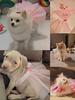 Baffy Pet Clothing: Stylish Cat & Dog Apparel and Skirts