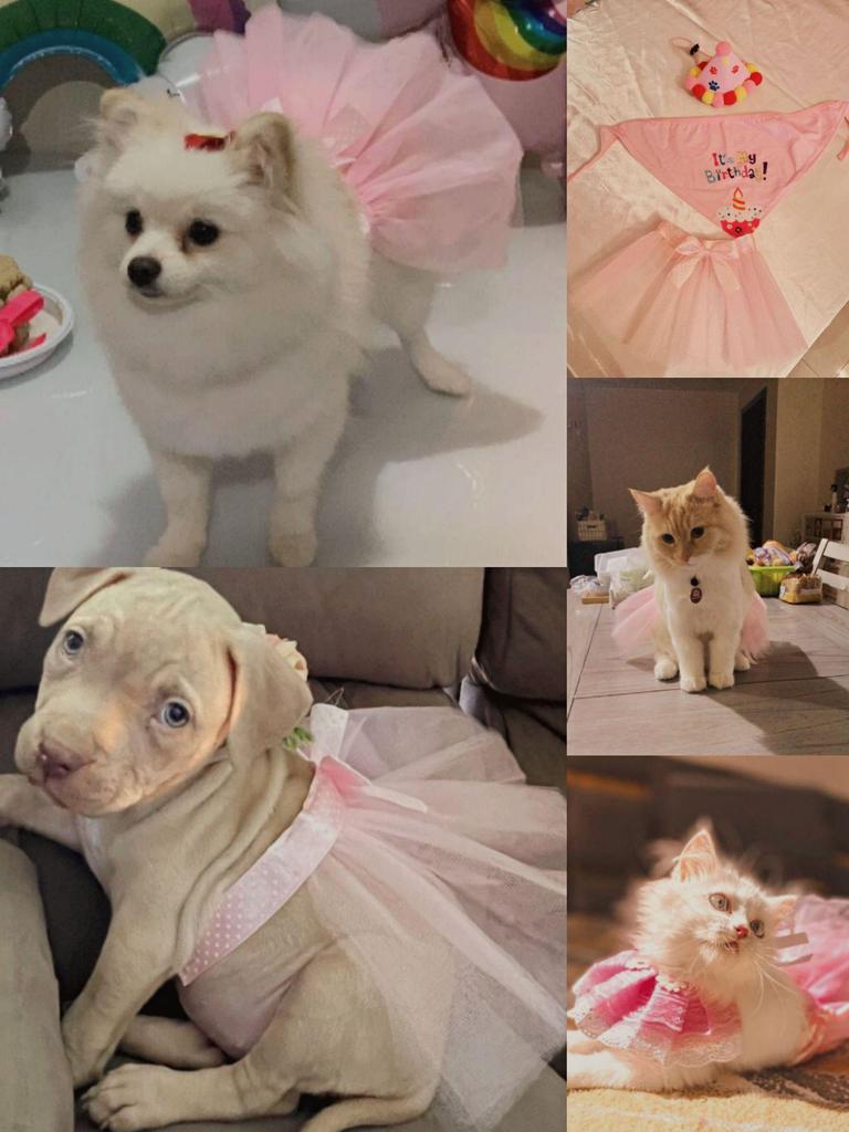 Baffy Pet Clothing: Stylish Cat & Dog Apparel and Skirts