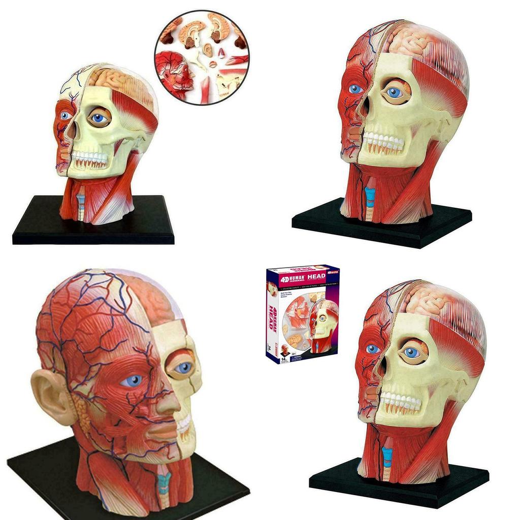 Vysoce kvalitní model lidské lebky s mozkem pro přesné lékařské a školní vzdělávání
