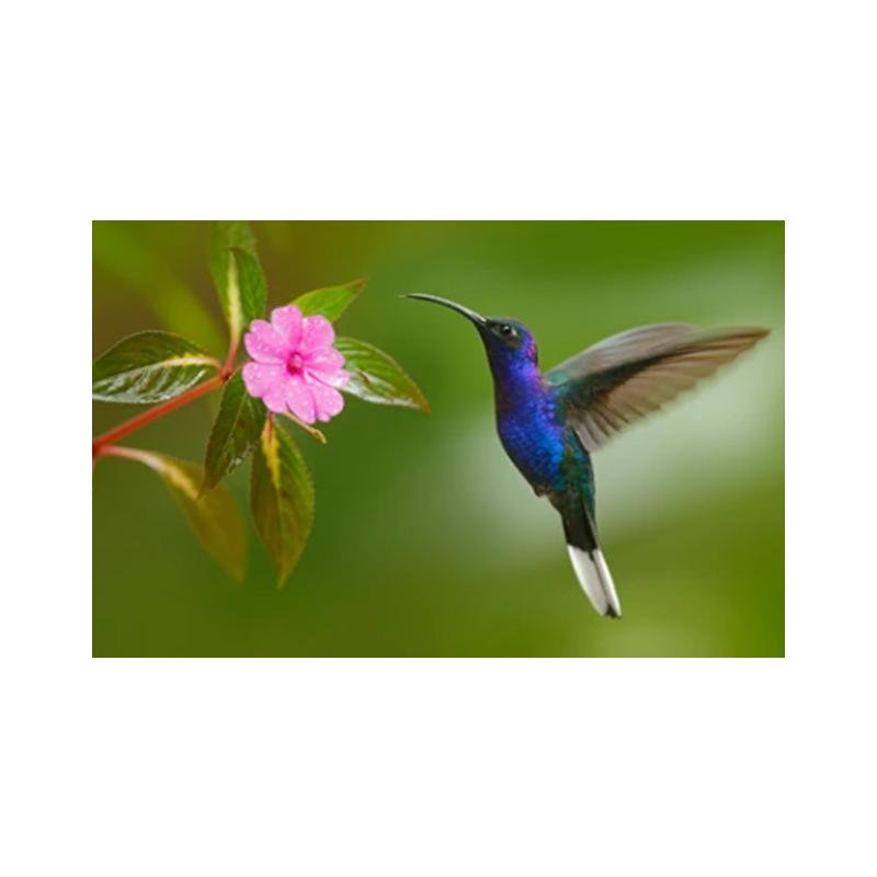 Posters and Prints with Hummingbird, Canvas Painting, Birds, Animals, Cuadros, Wall Art Paintings for the Living Room, Modern Home Decor,