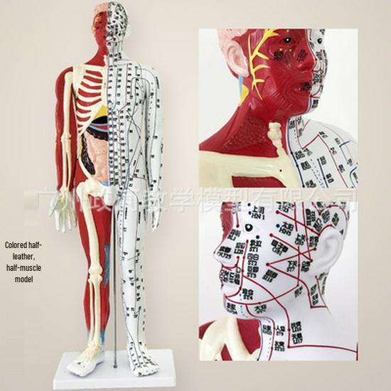 85CM Male Human Acupuncture Model with Muscle, Skeleton, and Internal Organs for Teaching 85CM