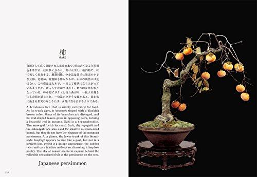 Bonsai Bonsai New Edition