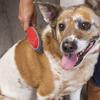 Dog Shedding Brush Double-Sided Cat Hair Brushes hair removal pet comb hair removal beauty dog comb brush Pet Hair Removal Brush
