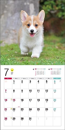 Calendar 2024 Corgi galez (Calendarul Seibundo Shinkosha)