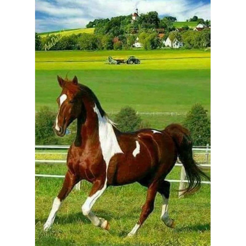 DIY Horse 5D Diamond Painting Full Round Drill Animal Diamond Embroidery Cross Stitch Mosaic Wall Art Rhinestones Home Decor