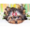 DIY 5D Diamond Painting Animal Full Square/Round Diamond Embroidery Picture Rhinestones Mosaic Dog Cross Stitch Home Decor Gift