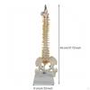 Human Spine Model with Base | PVC Construction, Anatomically Accurate, Skeletal