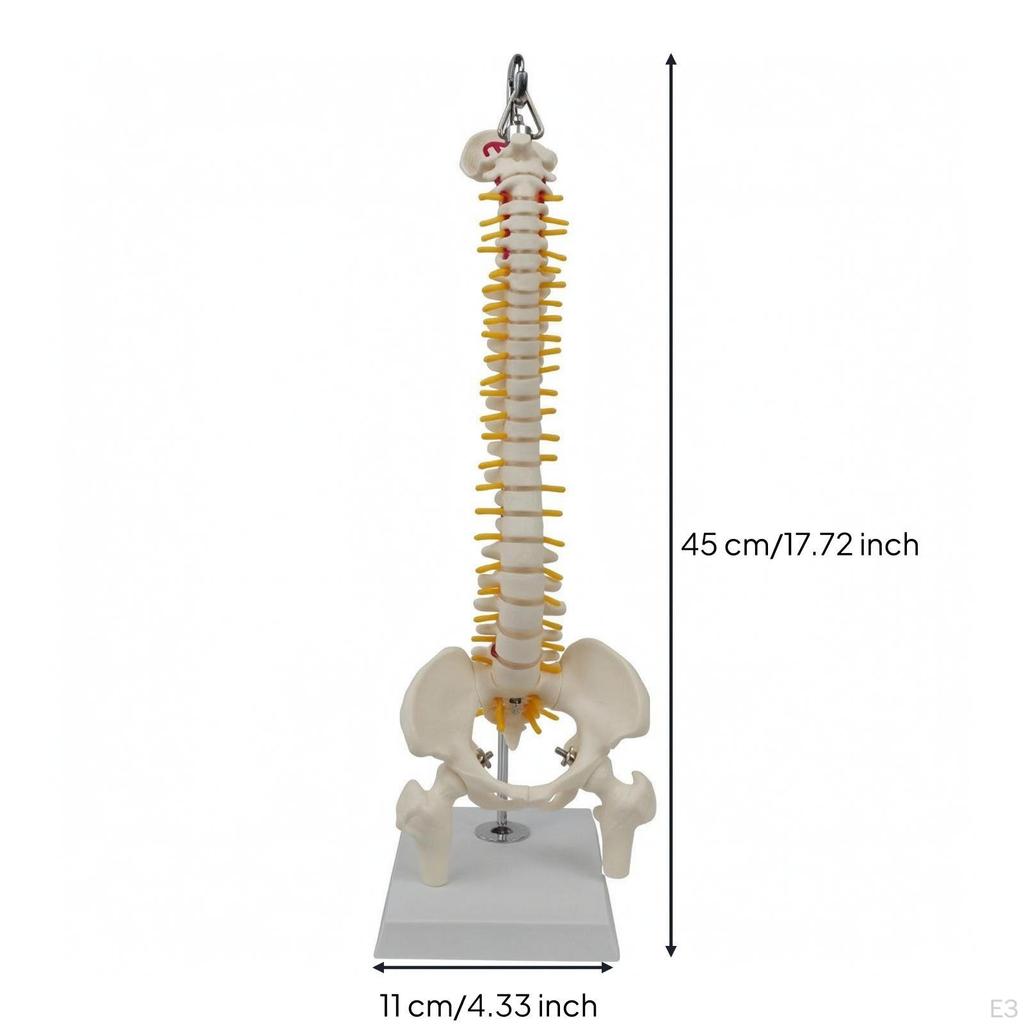 Human Spine Model with Base | PVC Construction, Anatomically Accurate, Skeletal