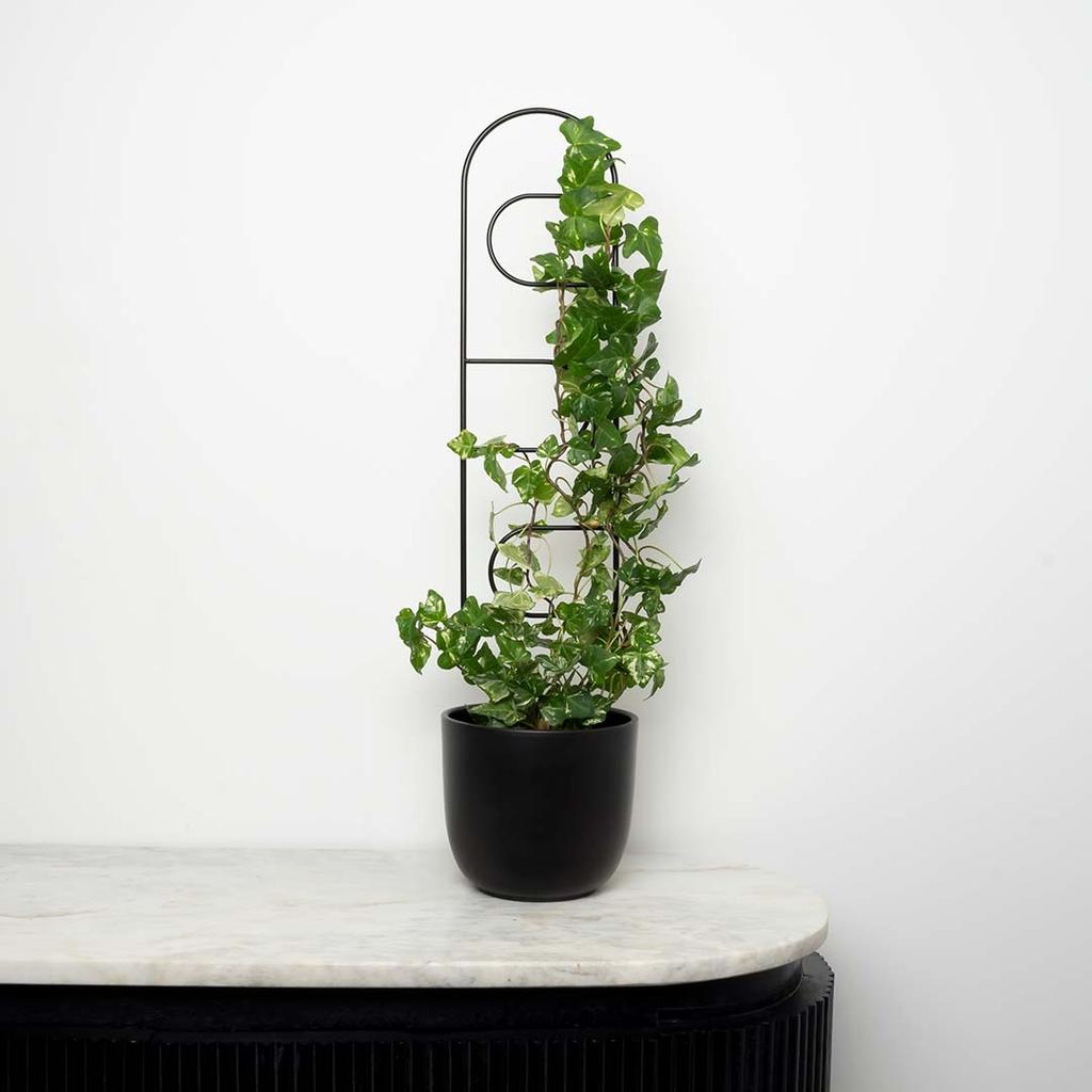 Black Metal Support for Climbing Plants Portale 60cm - Modern Ladder for Flowers and Pots, Support Frame for Monstera and Hoje