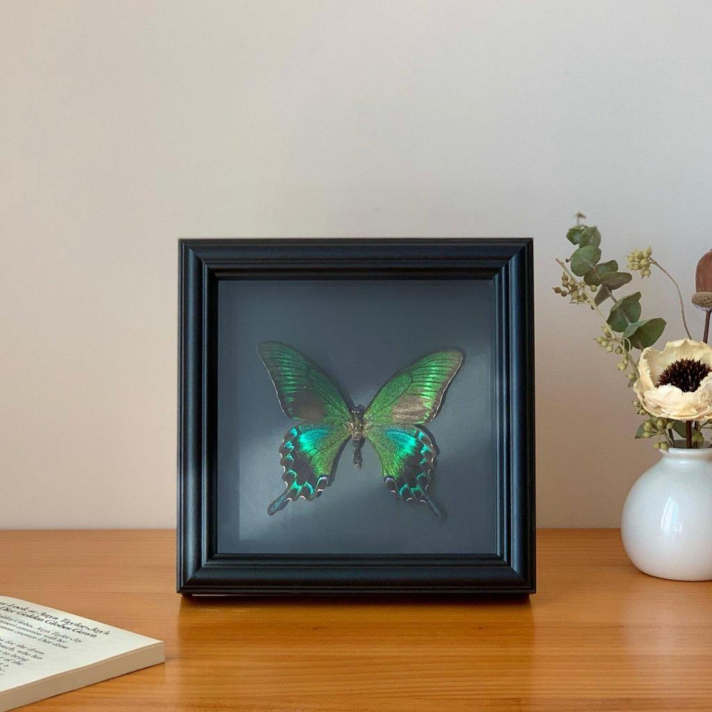 Handmade Black Butterfly Specimen Frame - Creative Birthday Gift Ornament