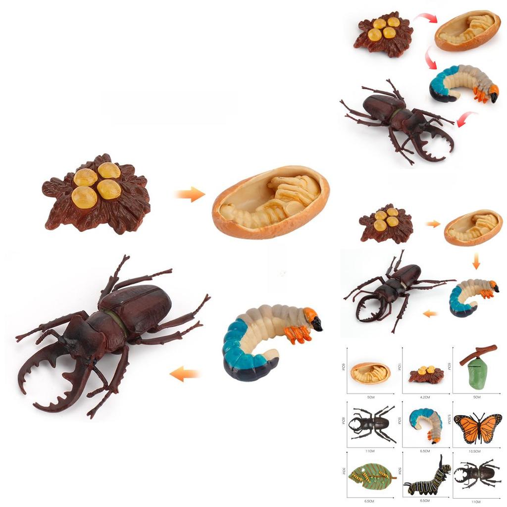 Butterfly Life Cycle Model Pvc Educational Toy For Science Learning