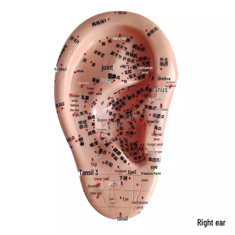 Ultra-Clear Engraved Ear Acupuncture Model with Auricle Massage, 17cm