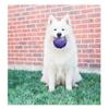 Flexball Game Football for Dog Purple