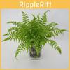 Faux Pteridium Aquilinum Var Latiusculuml Plant Decorations With Varied Leaf Designs For Home And Studio Use