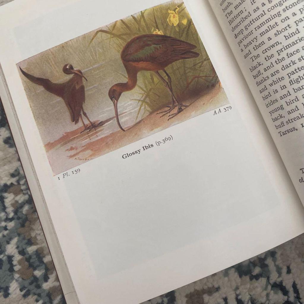 [USED] Vintage British Bird Book 1962 Bird Book Old Book